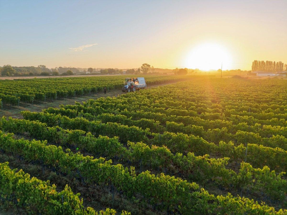 Producer Profile: Tutiac